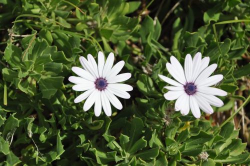 flowers garden meadow