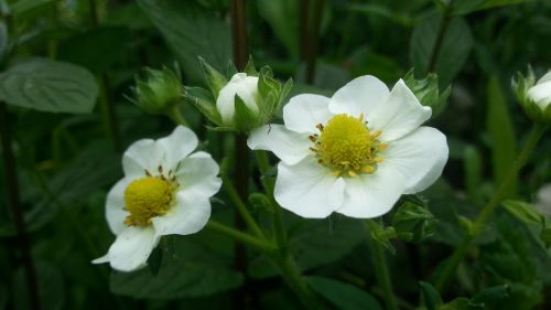 flowers strawberries summer