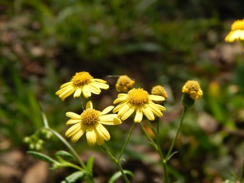 flowers yellow small