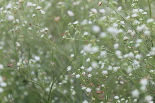 flowers outdoor blur