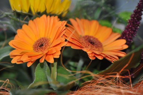 flowers nature gerbera