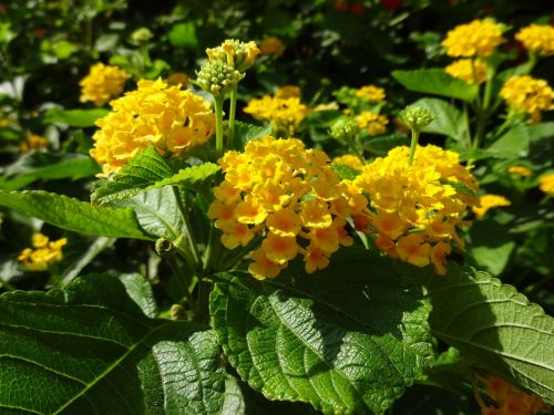 flowers yellow summer