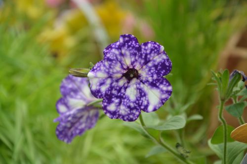 flowers violet petunia