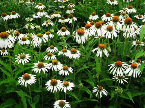 flowers nature plant