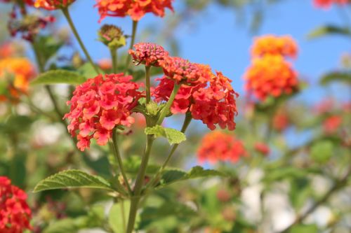 flowers sky orange