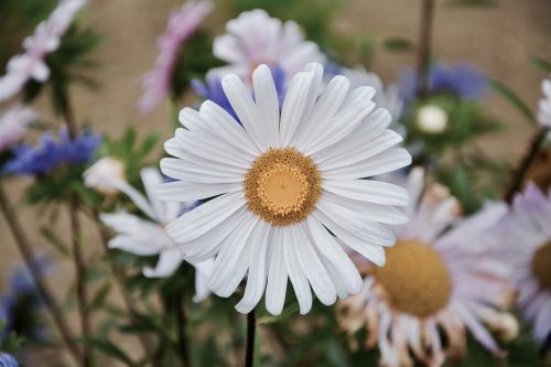 flowers daisies petals