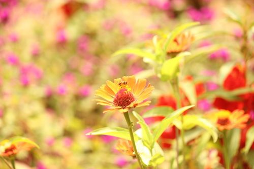 flowers honeybee bee