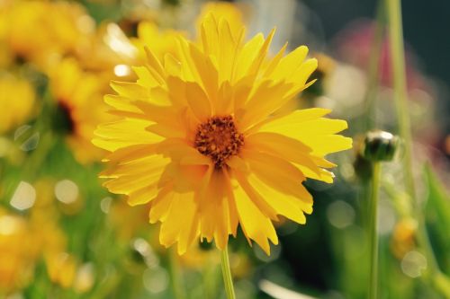 flowers yellow flower bright yellow