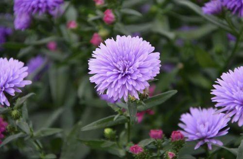 flowers purple flower aster