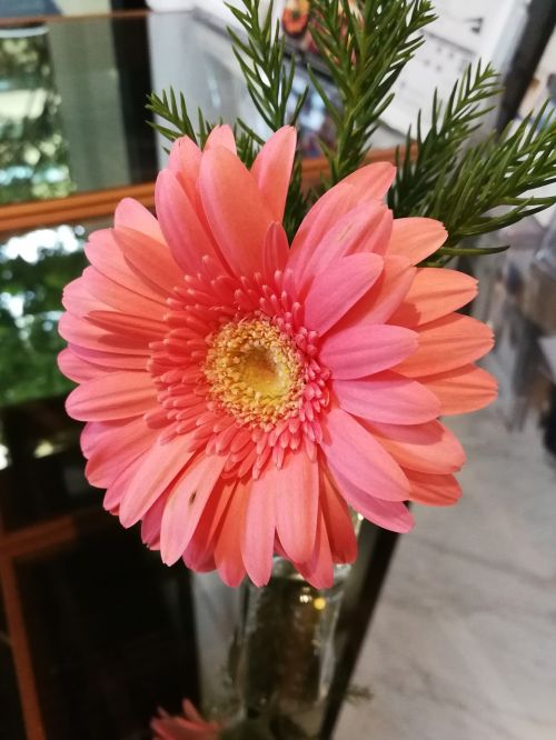 flowers pink flower