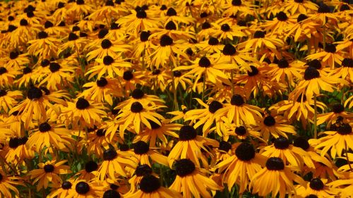 flowers yellow flowers rudbeckia fulgida