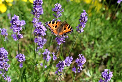 flowers nature butterfly