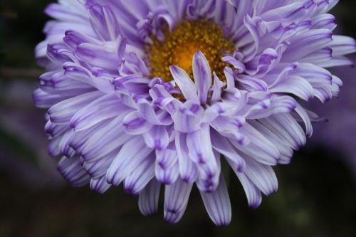 flowers purple asters