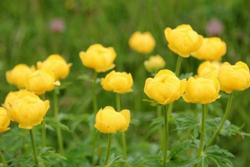 flowers yellow meadow