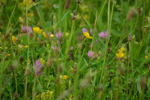 flowers yellow pink