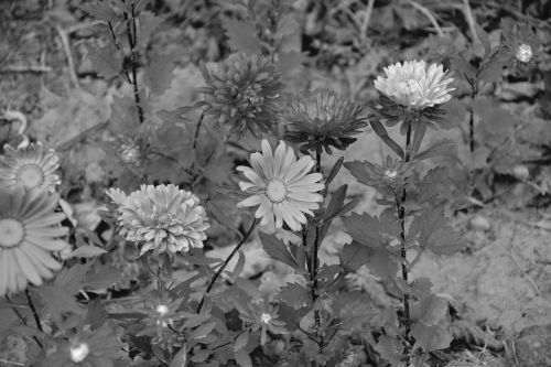 flowers flower photo black white
