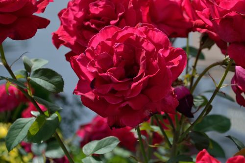 flowers red flowers beautiful