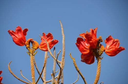 flowers red blossom