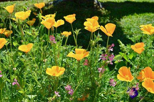 flowers garden spring