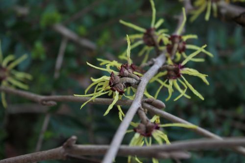 flowers close spring