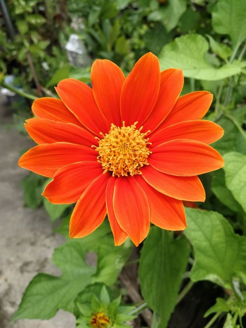 flowers orange dark colors