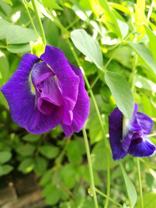 flowers pea flowers purple flowers