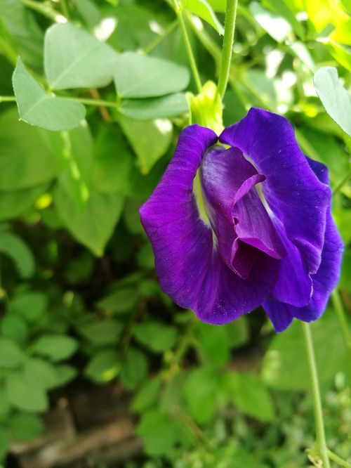 flowers pea flowers purple flowers