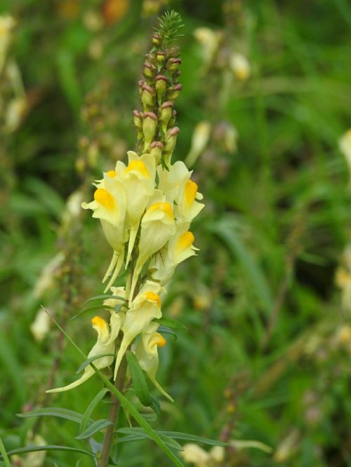 flowers yellow nature