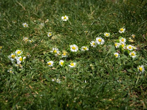 flowers grass summer