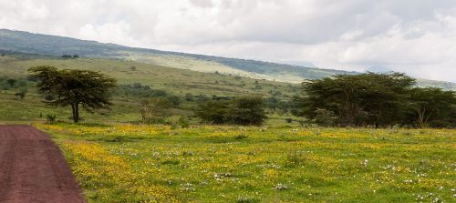 flowers grass ngorongoro conservation area