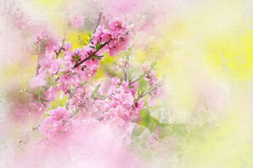 flowers pink art