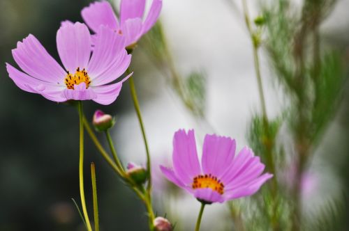 flowers plants nature