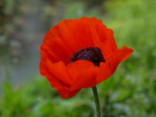 flowers poppy summer