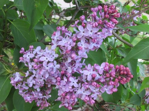 flowers lilac purple