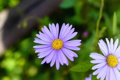 flowers autumn purple