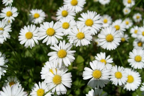 flowers daisies beautiful