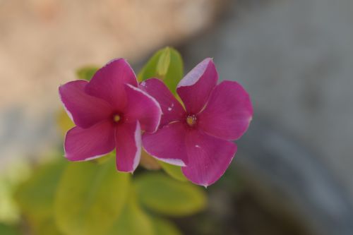 flowers dark pink petals plant