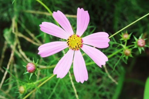 flowers flower garden plants