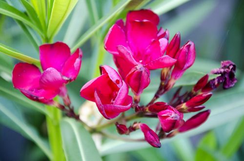 flowers nature garden