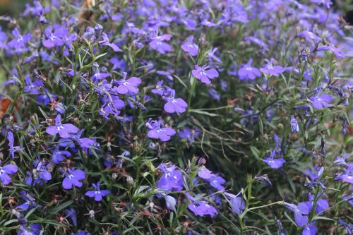 flowers blue nature