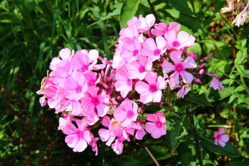 flowers autumn garden