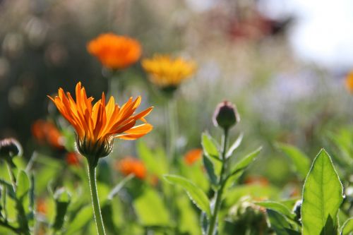 flowers autumn blossom