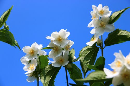 flowers white garden