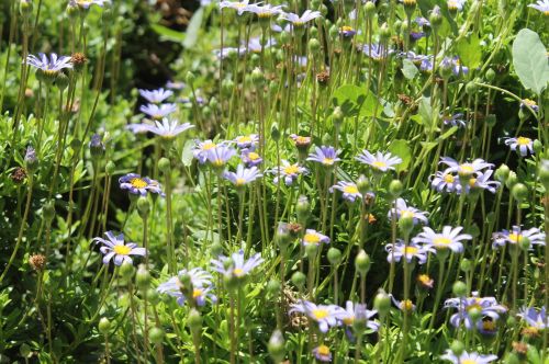 flowers nature small flower