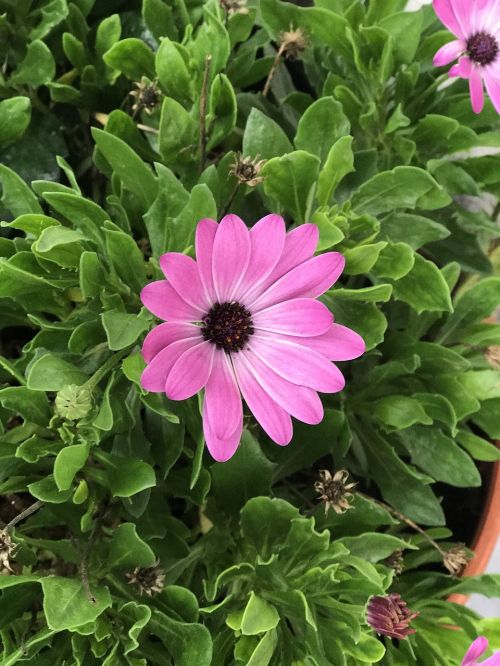 flowers grass color