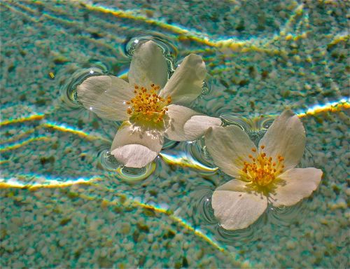 flowers white pool