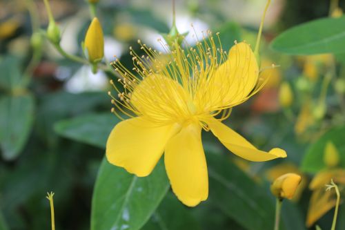 flowers yellow pistil