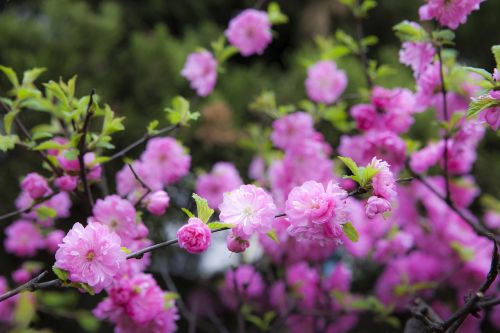 flowers spring flowers plants