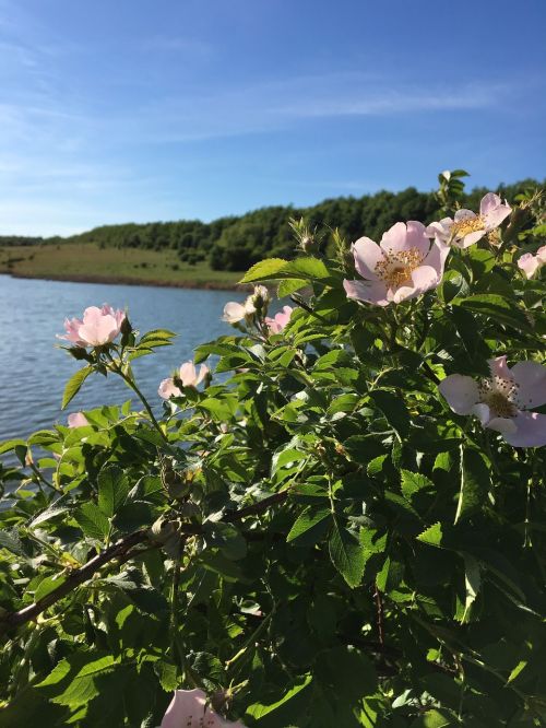 flowers pink summer