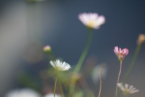 flowers macro bokeh